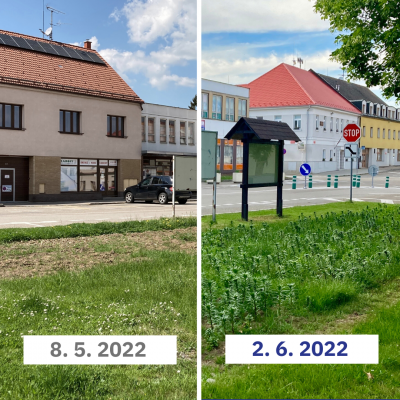 Liliová louka na Ješutově náměstí